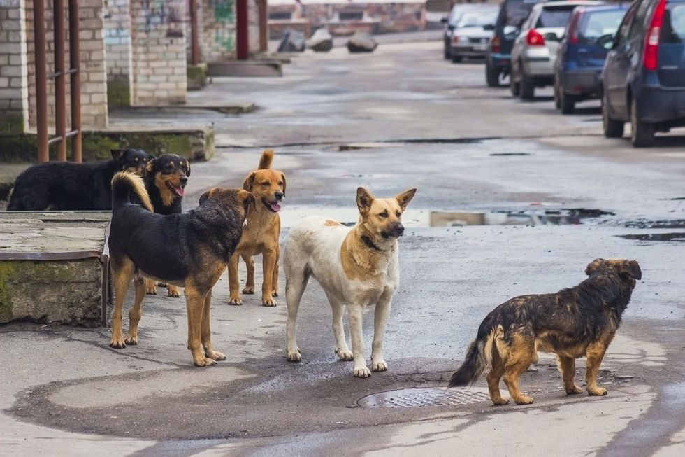Stray dogs on street 1