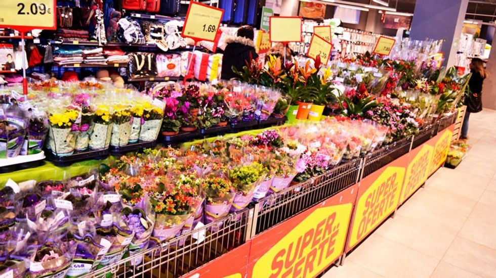 Super Viva mrenda ne tekst