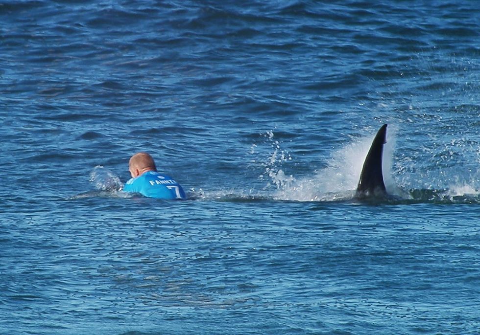 surfer reax shark superJumbo