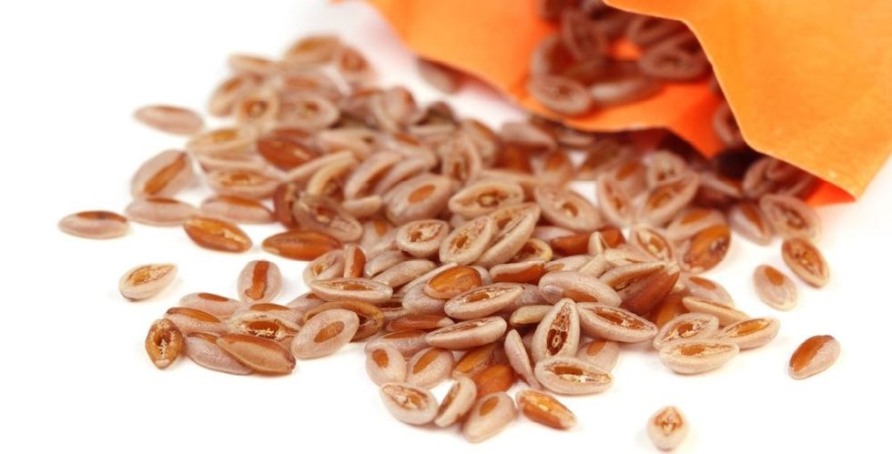 Surprising Health Benefits Of Isabgol Psyllium Husk