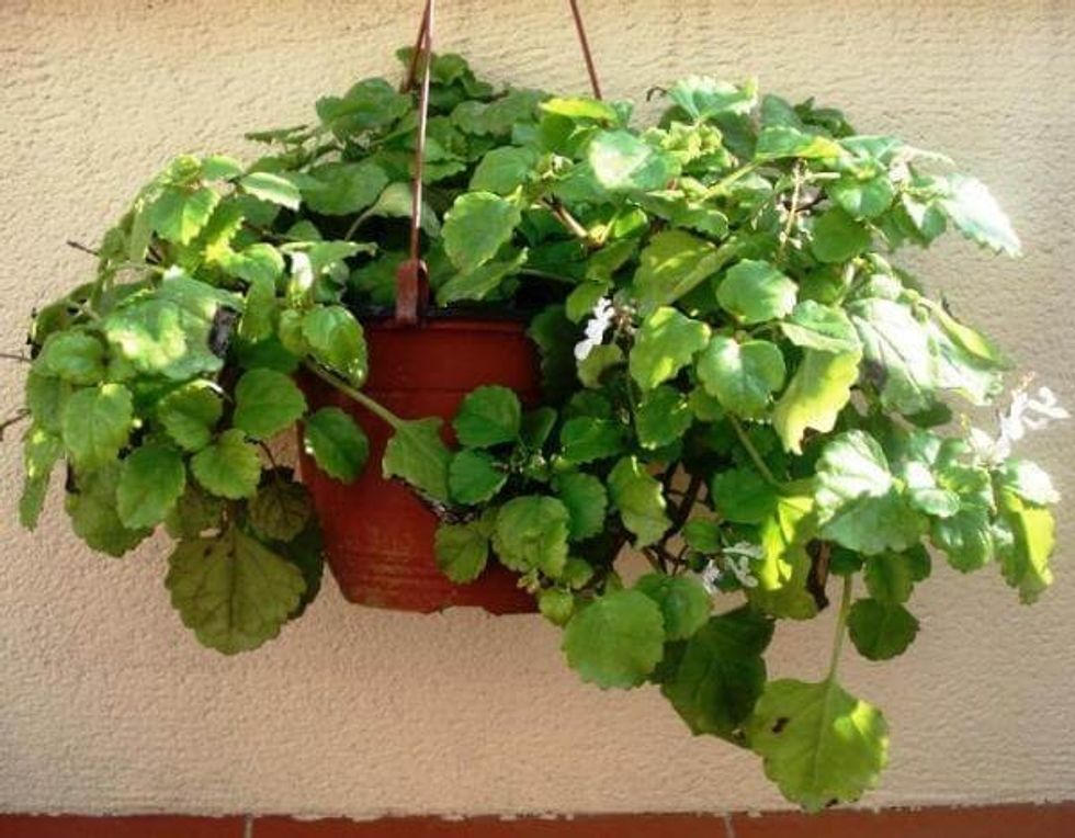 Swedish ivy Indoor House Plant