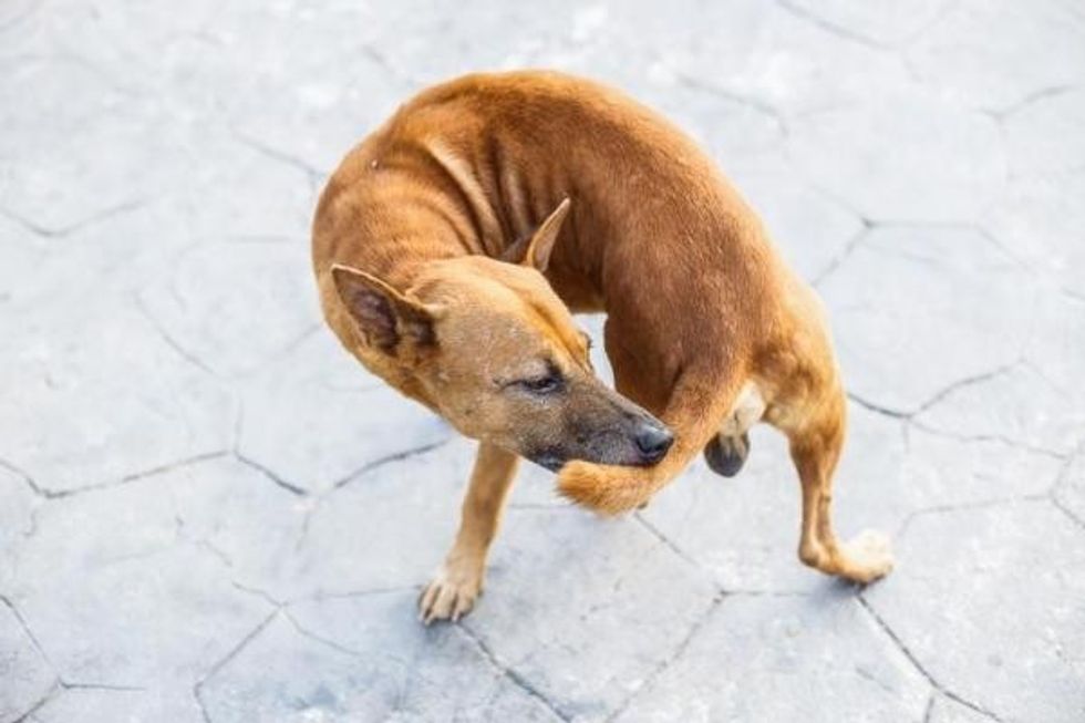 symptoms of limber tail syndrome in dogs 3567 4 600