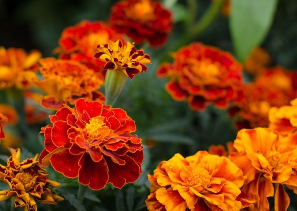 t marigolds 1580720058 1580720176 n