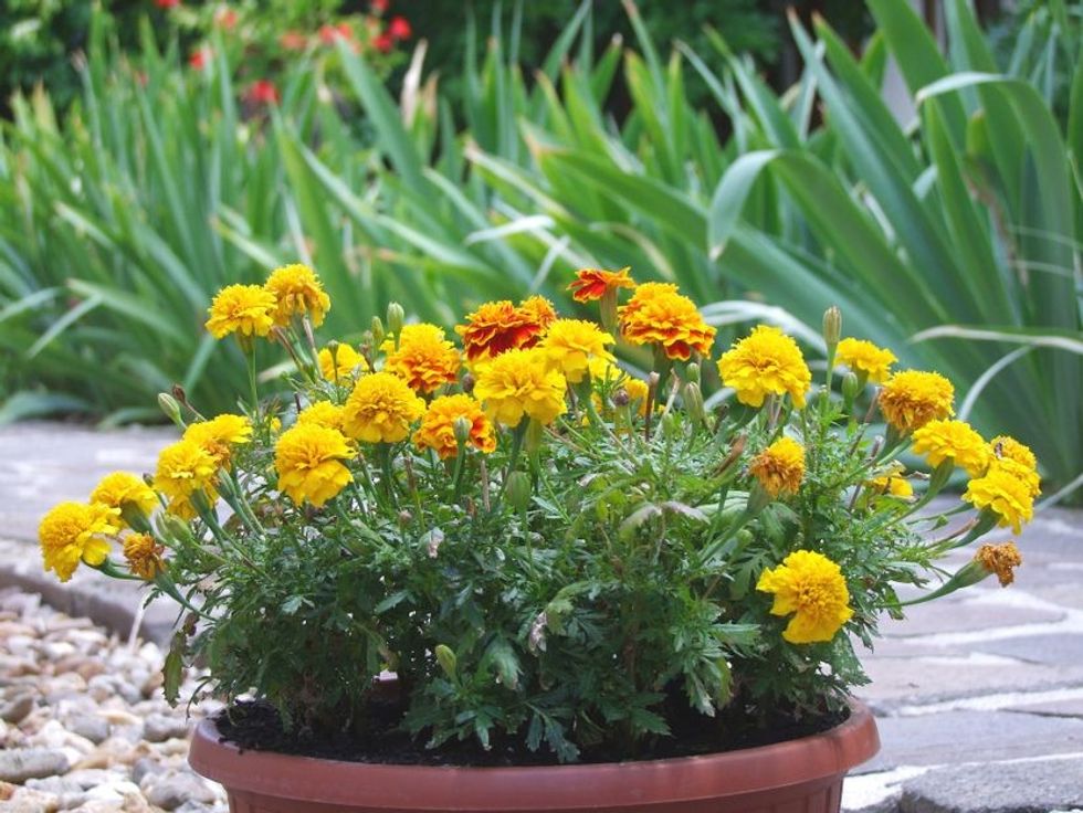 tagetes 58921261920 83