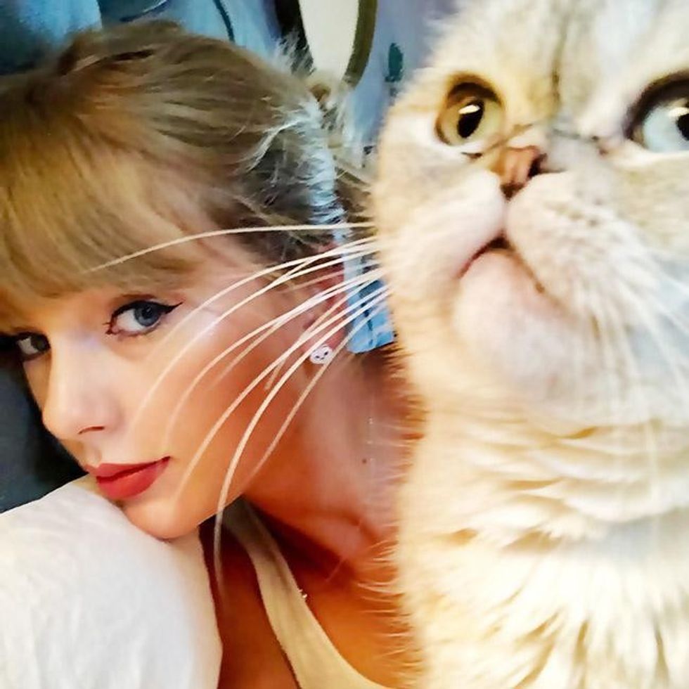 taylor swift gatitos mascotas