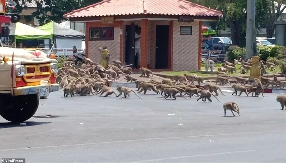 THAILAND: Hundreds of monkeys in Lopburi, central Thailand, fight over a single banana after coronavirus caused a huge drop in the numbers of tourists who feed them