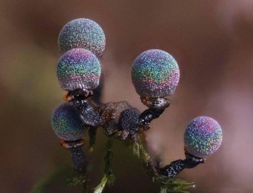 the amethyst mushroom looks like it contains the entire galaxy3 1