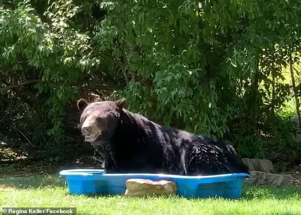The black bear got into the family's kiddie pool to cool off from the warm summer day in Fort Valley, Virginia