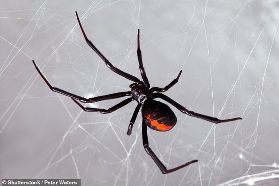 The boys, aged 8, 10, and 12, approached the Black Widow and prodded it with a stick on May 14 (Stock image)