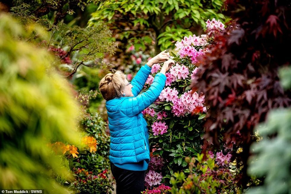 The couple have not let the coronavirus pandemic prevent them from tending to the arrangements in the garden