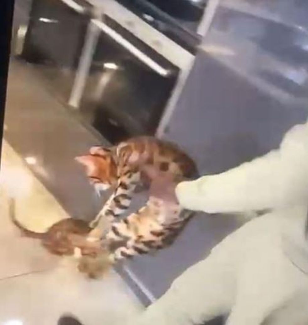 The disturbing clips were posted on Snapchat by his brother