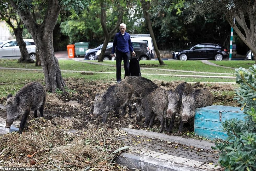 The pigs have been roaming free and finding plenty of meals in the neighborhood trash cans