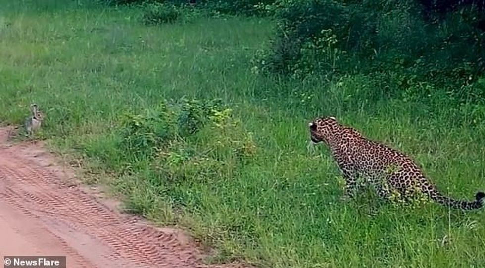 The predator patiently watches the rabbit who is sitting and eating the grass in the park
