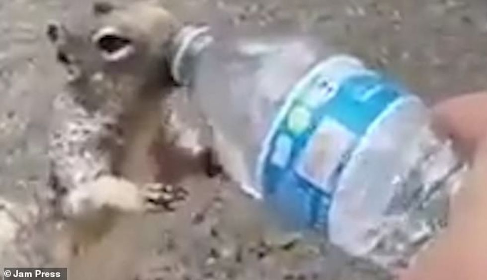 The squirrel polishes off the water bottle in one, long gulp without pausing until the bottle is empty