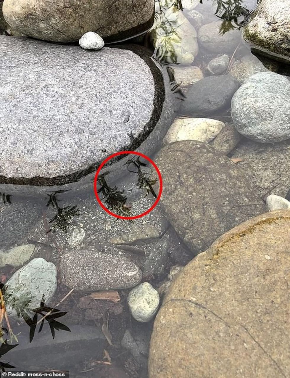 The toad is circled in red. It is hidden beneath the water, and beneath a reflection from above