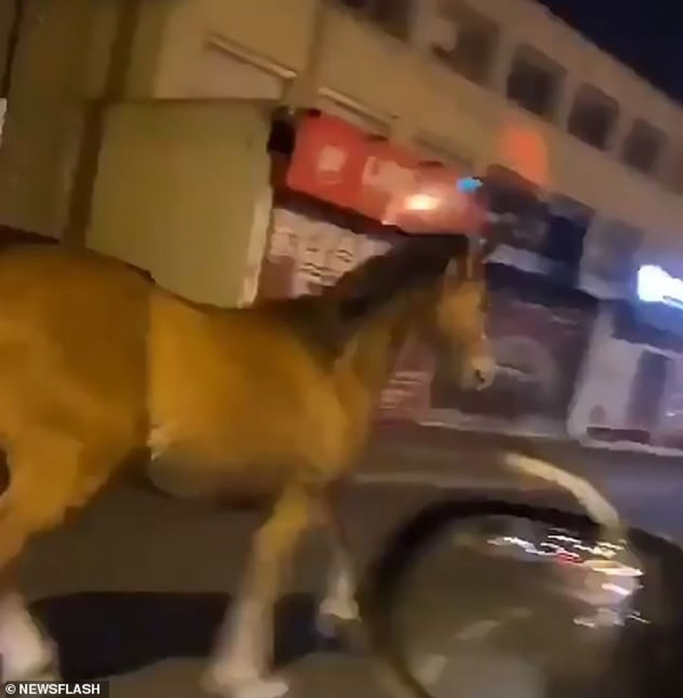 The zebra, joined by two horses (one pictured), made its way to the neighbouring town of Champigny-sur-Marne on the outskirts of Paris where locals couldn't believe their eyes as it ran along the road