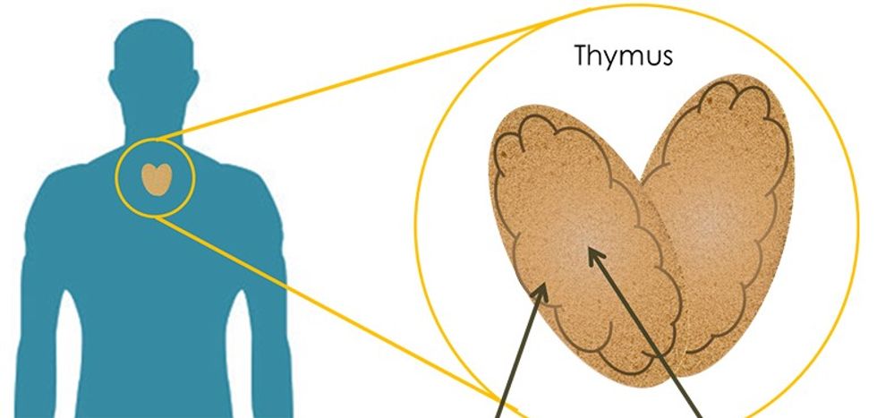 Thymus