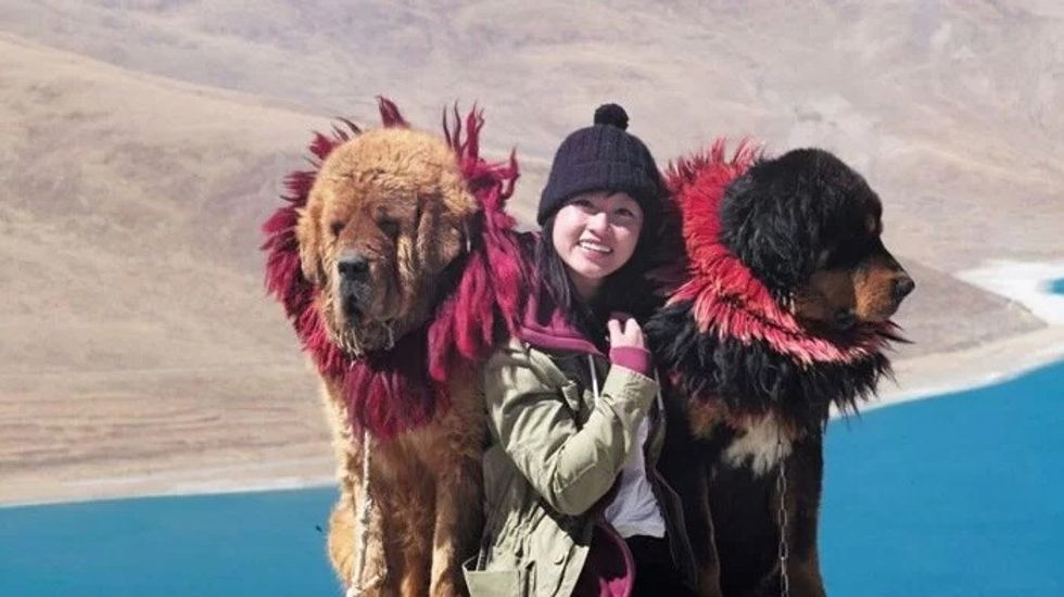 tibetan animal mastiff