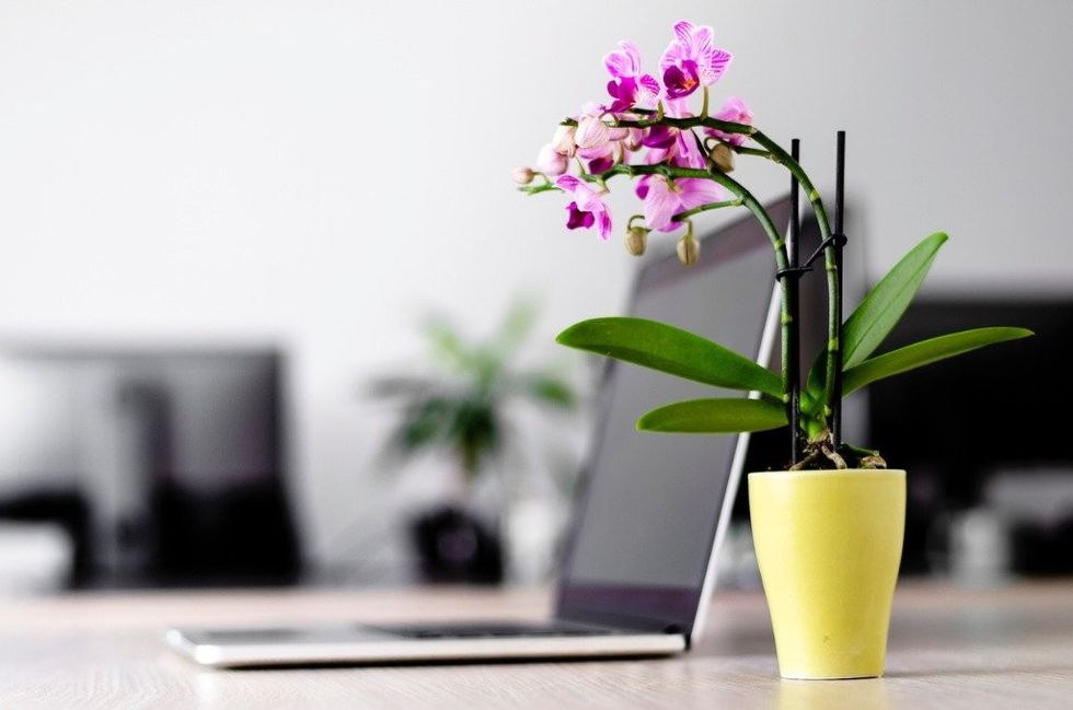 tidy work office desk with laptop and a flower plant picture id1139420708