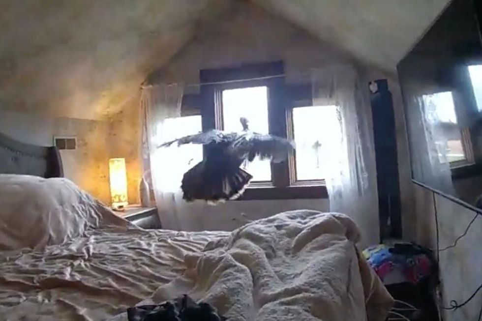 Tom tries to fly out the window.