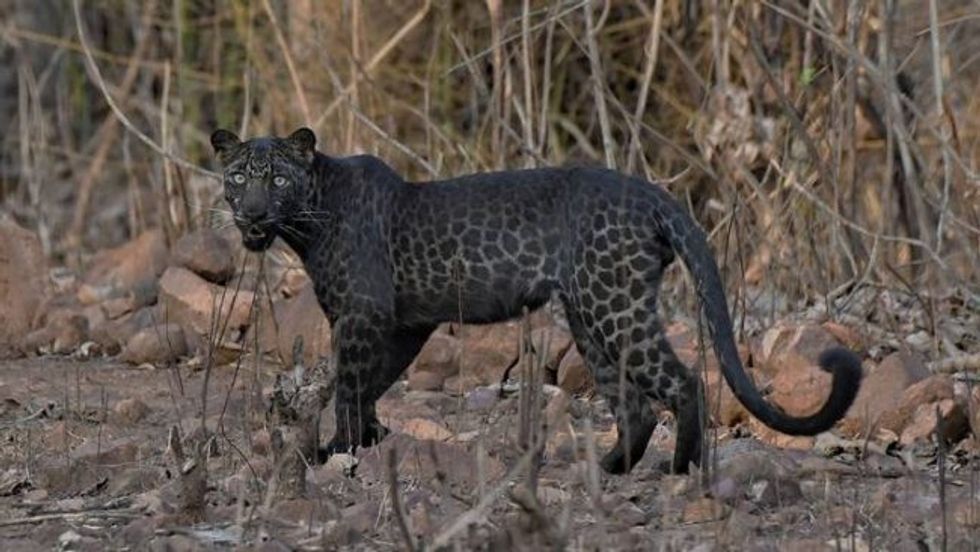 tourist captures extremely rare black leopard on camera 1