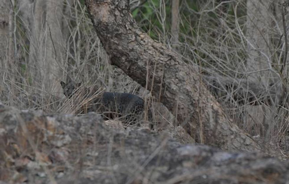 tourist captures extremely rare black leopard on camera2