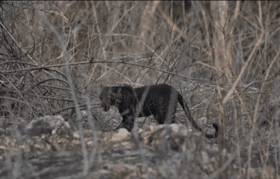 tourist captures extremely rare black leopard on camera4 1