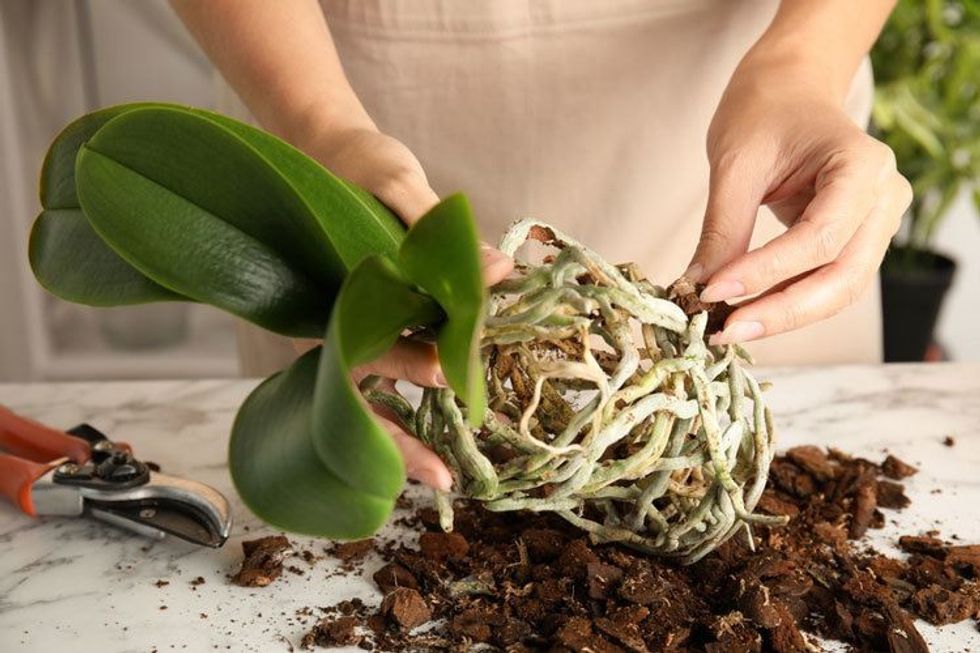 transplanting an orchid in bark