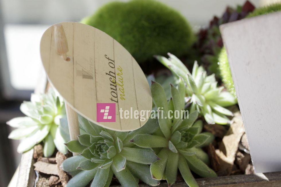 tregu i luleve komuna e prishtines foto ridvan slivova 11