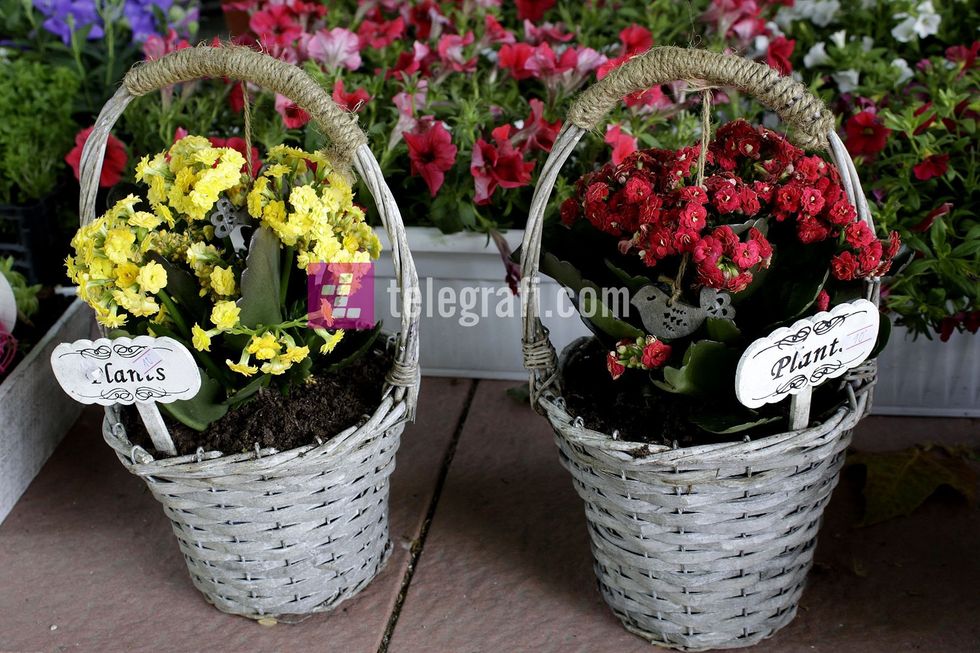 tregu i luleve komuna e prishtines foto ridvan slivova 2