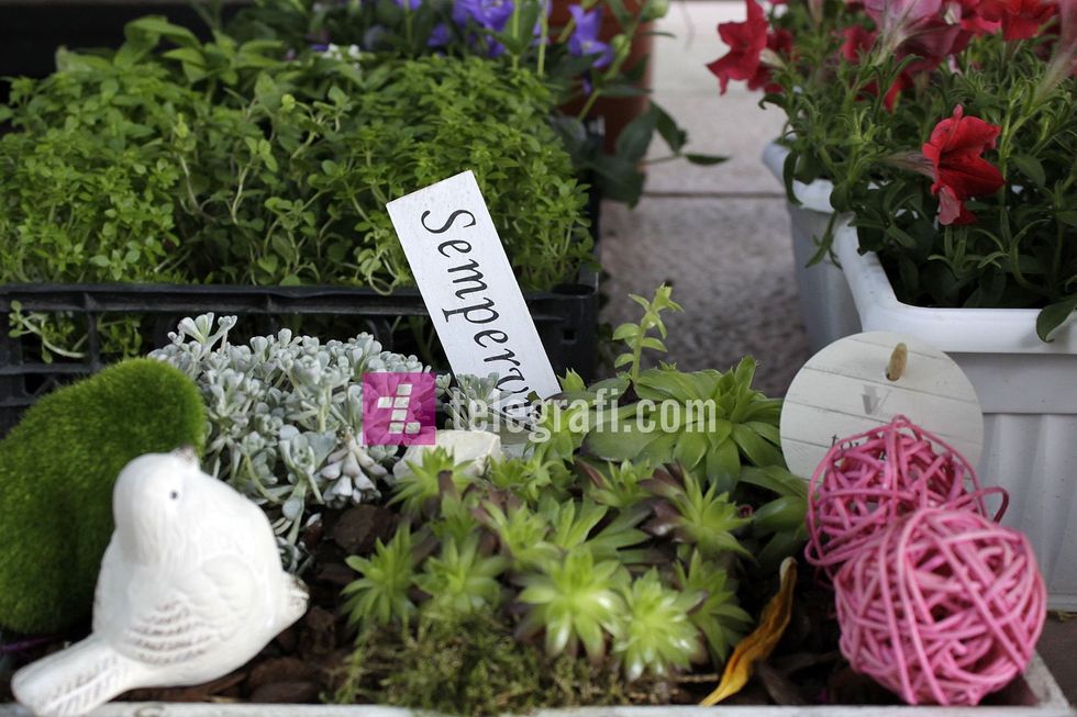 tregu i luleve komuna e prishtines foto ridvan slivova 3