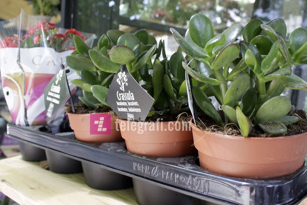 tregu i luleve komuna e prishtines foto ridvan slivova 4