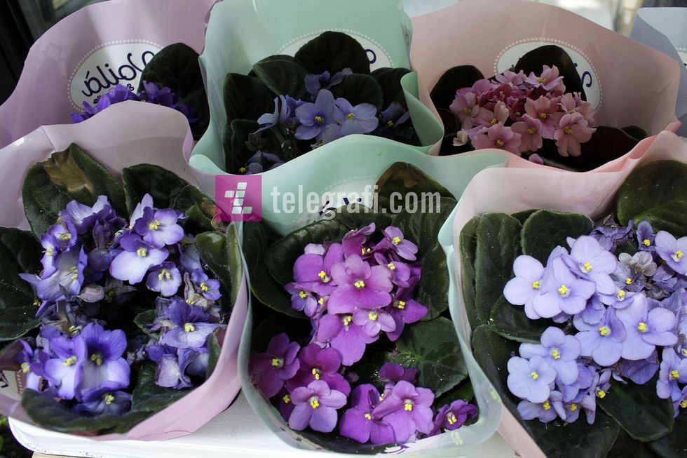 tregu i luleve komuna e prishtines foto ridvan slivova 5