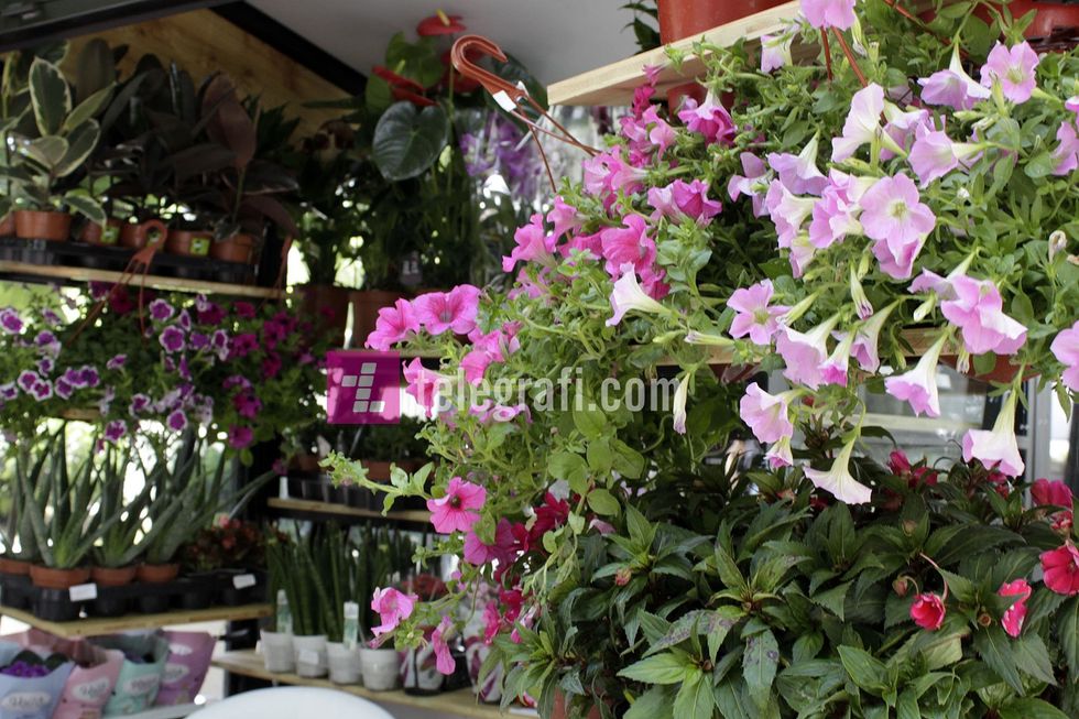 tregu i luleve komuna e prishtines foto ridvan slivova 6