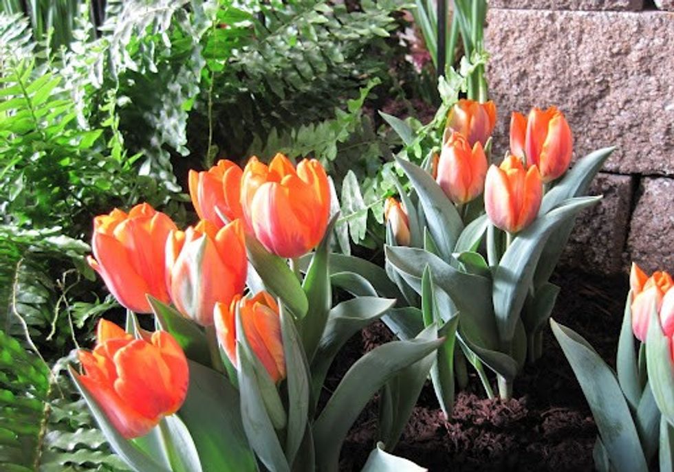 TULIPANI