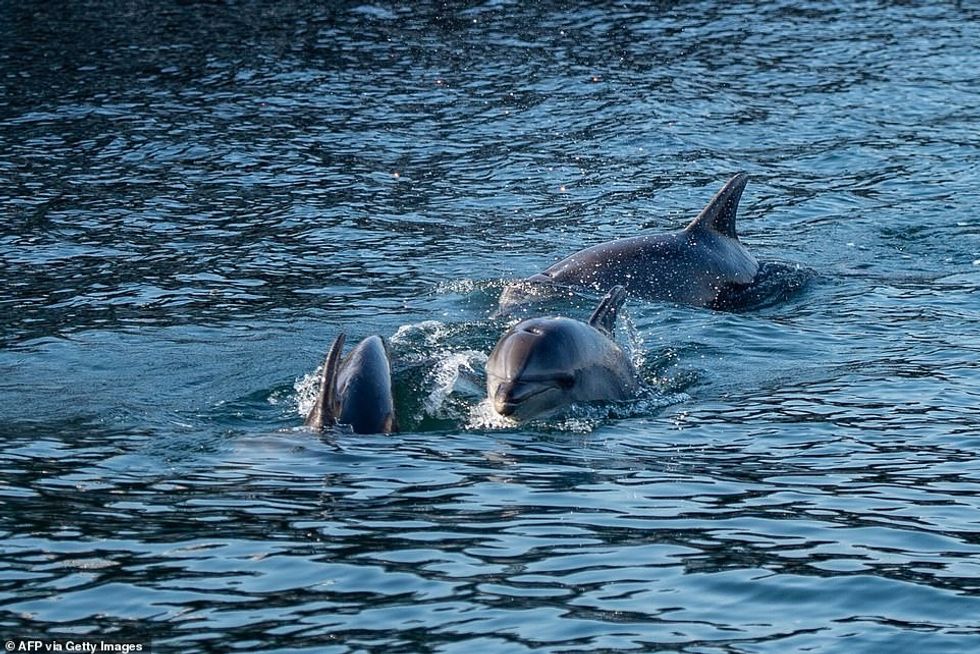 TURKEY: Dolphins swim in the Bosphorus Strait, where sea traffic has nearly come to a halt in Istanbul on April 26