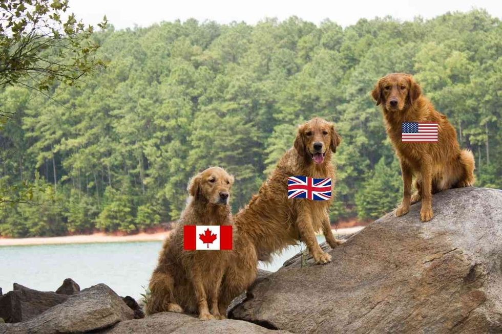 Types of Golden Retrievers 1