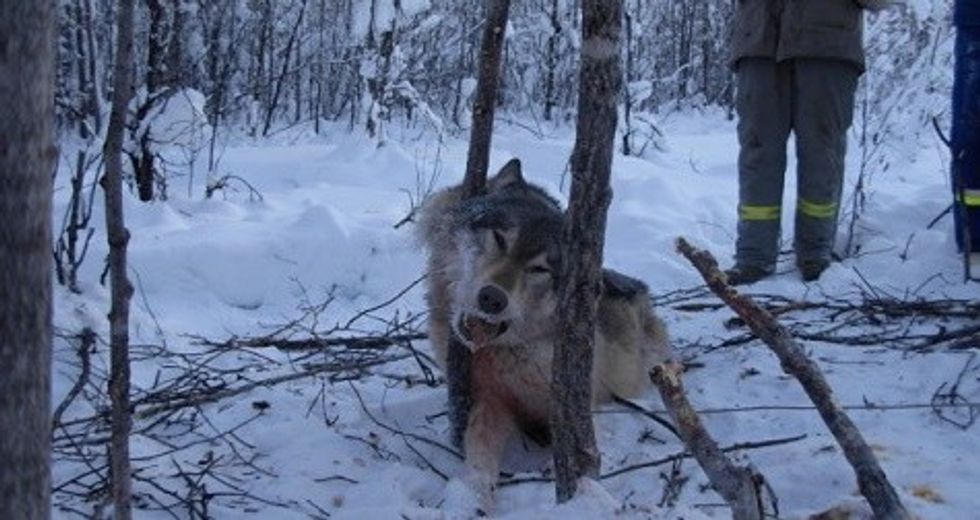 Ujku sulmo nje coban