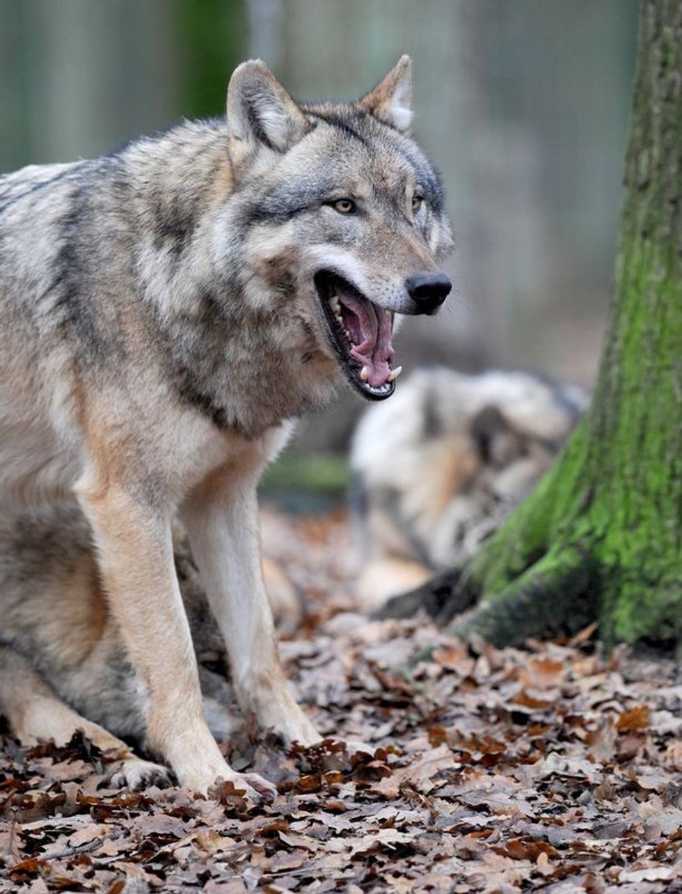 Ujqit mbushin Parisin banoreve u thuhet te mos kene frike foto 3