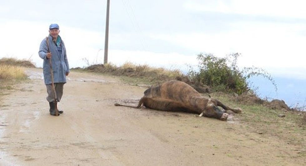 Ujqit sulmojne lopet