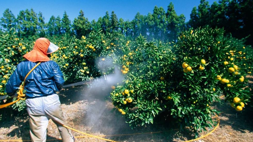 un fruit sur deux contamine par des pesticides