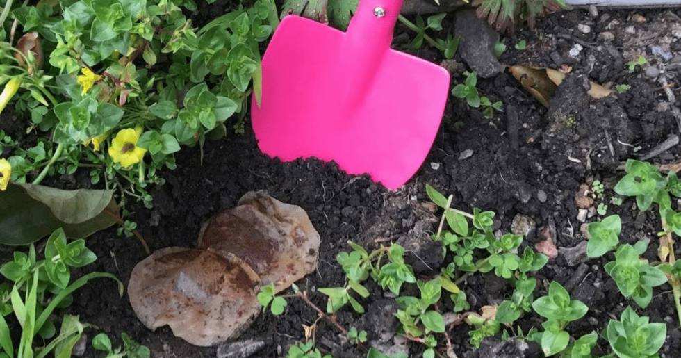 used teabags garden featured