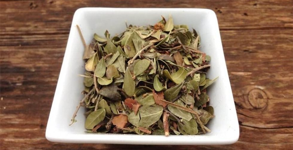 Uva Ursi Tea