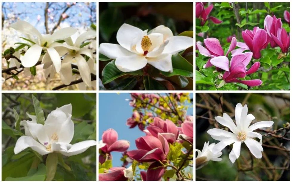 Varieties of Magnolias