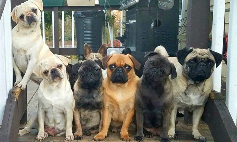 Variety Pug Colors
