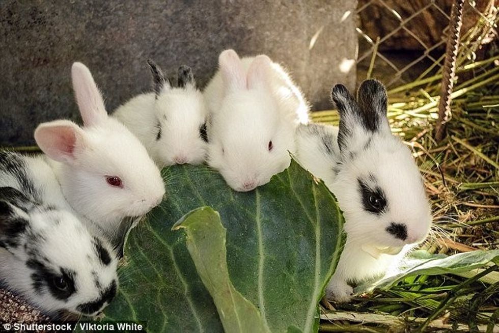 Venezuelasve të uritur u kërkohet të rrisin dhe të prenë lepuj për mish foto 2