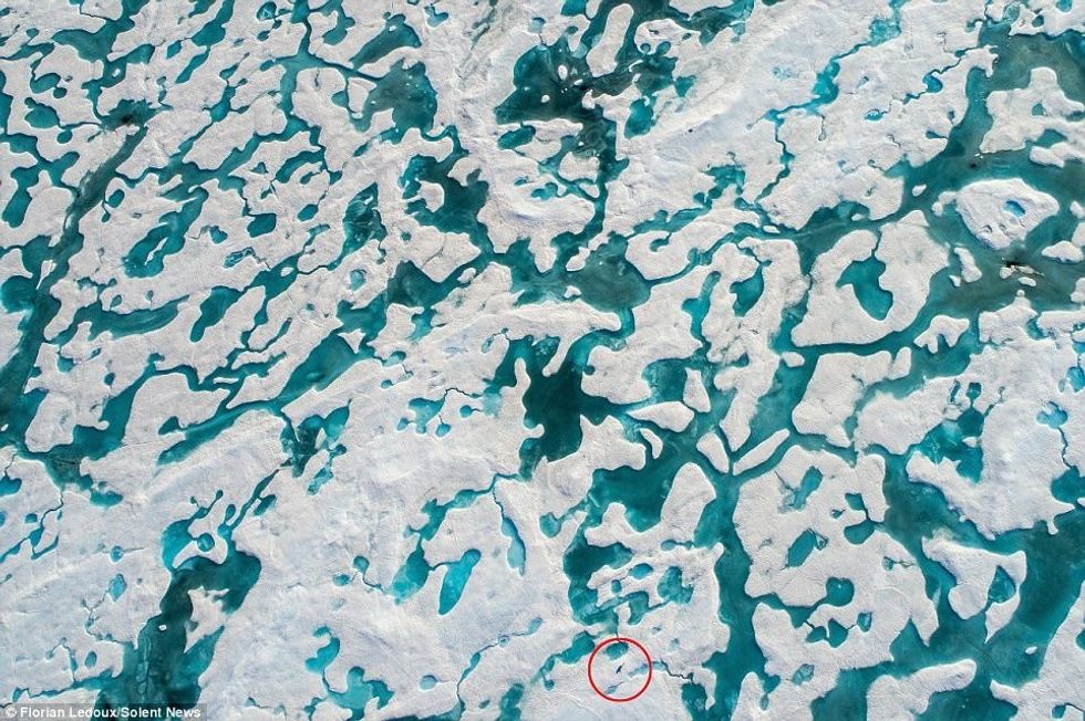 Vështirë të dallohet ariu polar nëpër akullnajat që kanë nisur të shkrihen foto 3