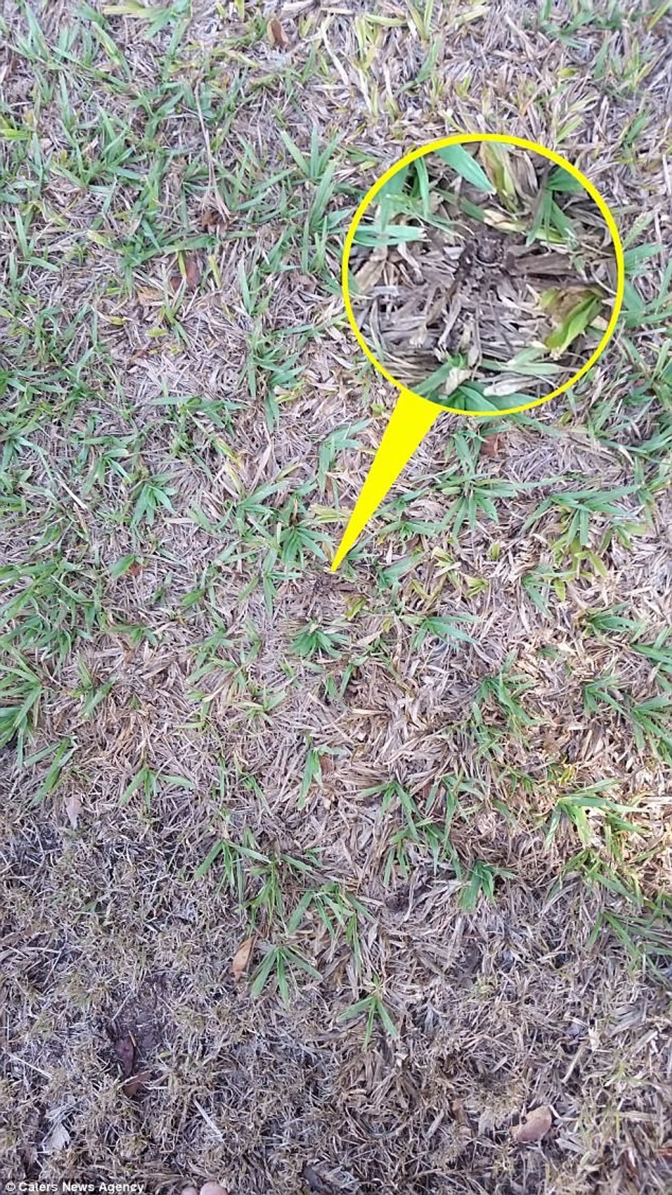 Vështirë të vërehet merimanga e rrezikshme edhe sikur ta keni përpara në kopsht foto 2