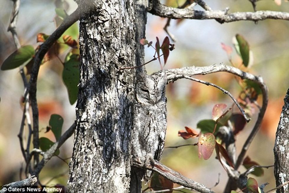 Vetëm ata që kanë shikim të mprehtë mund te shohin ketu zogun e fshehur foto 3