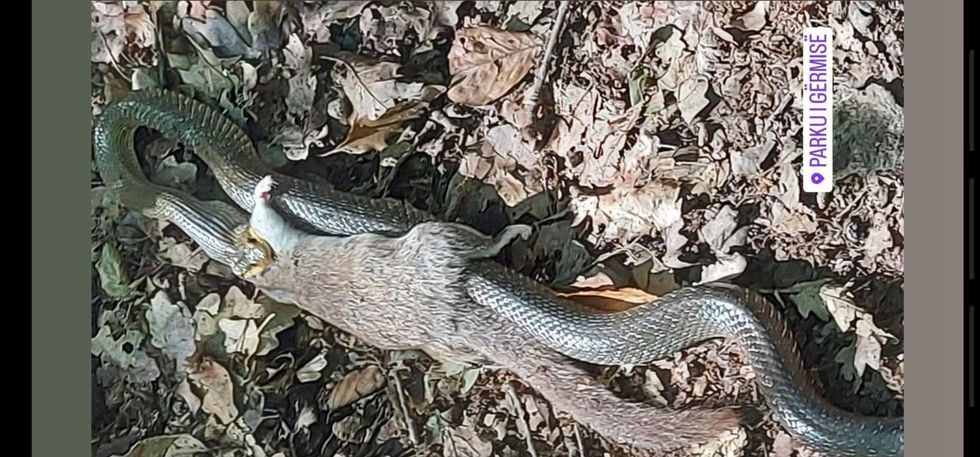 viber image 2022 07 25 15 22 36 177 1 rotated